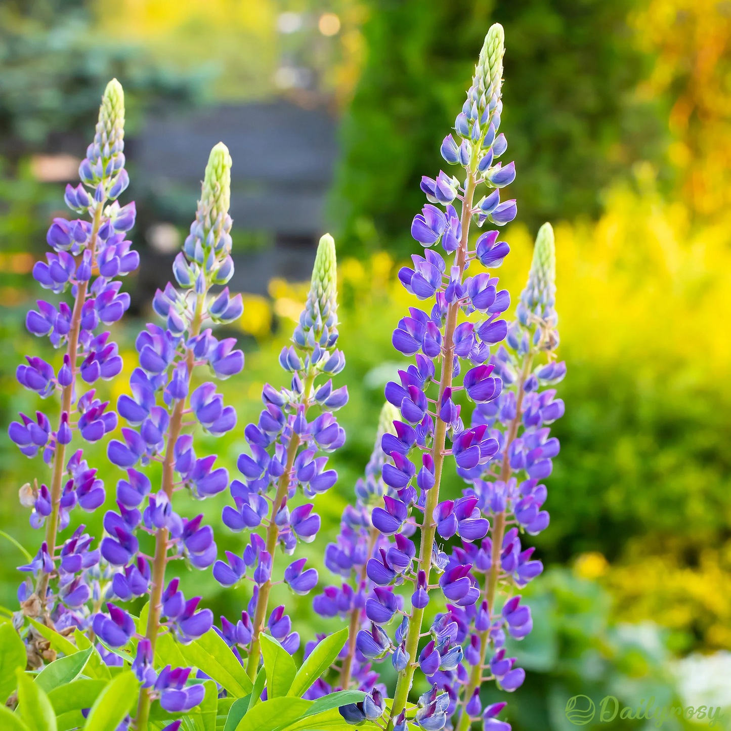 Mixed-color Lupine Seeds🎉