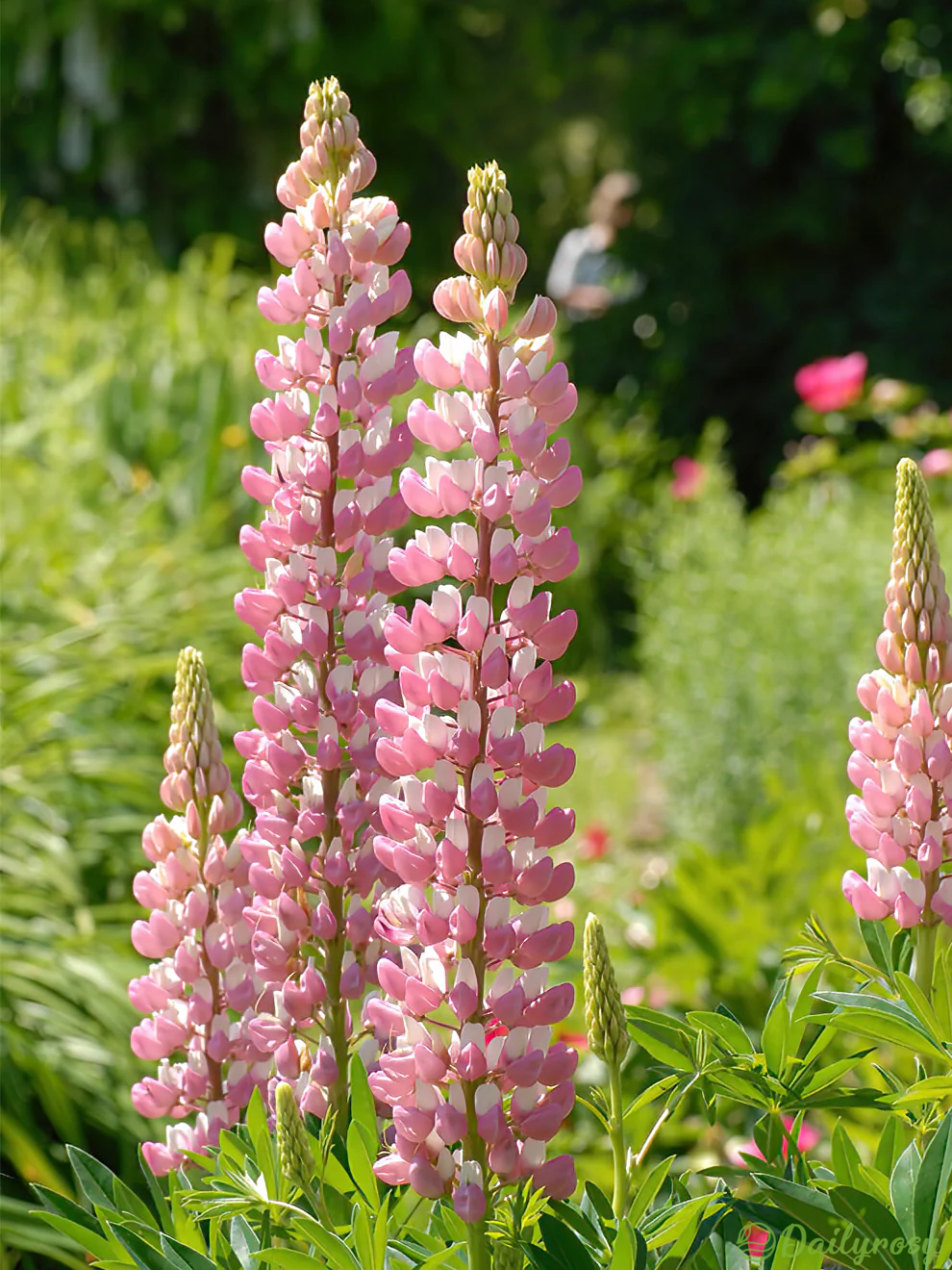 Mixed-color Lupine Seeds🎉