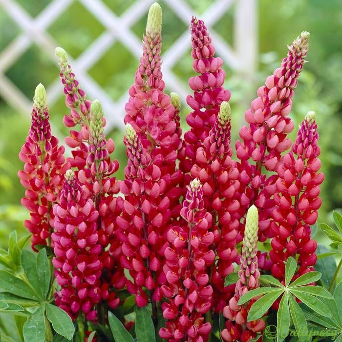 Mixed-color Lupine Seeds🎉