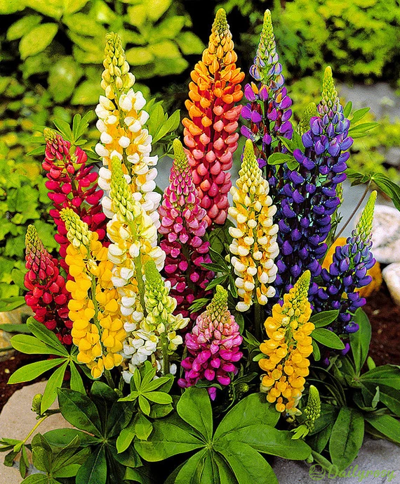 Mixed-color Lupine Seeds🎉