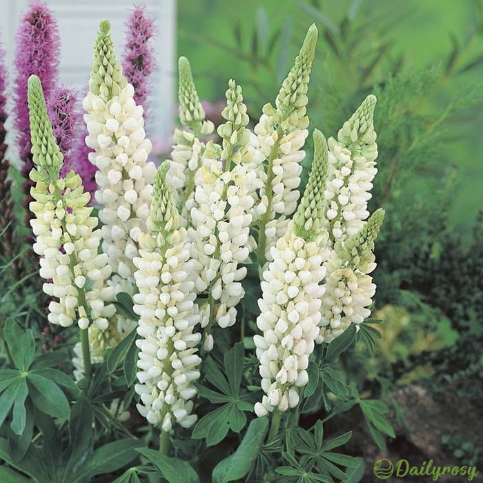 Mixed-color Lupine Seeds🎉