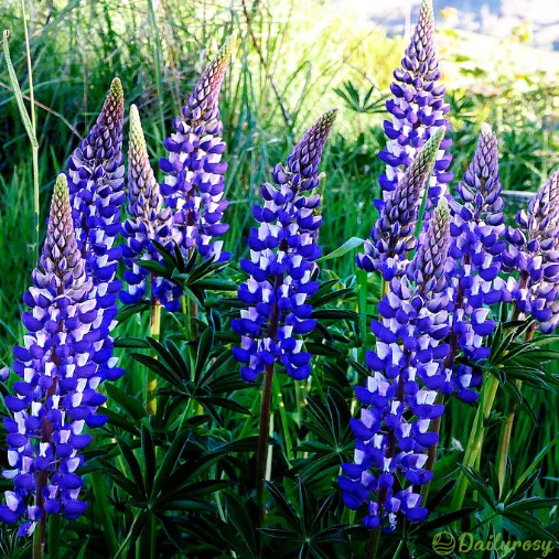 Mixed-color Lupine Seeds🎉