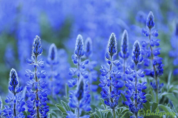 Mixed-color Lupine Seeds🎉