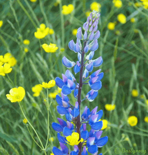 Mixed-color Lupine Seeds🎉