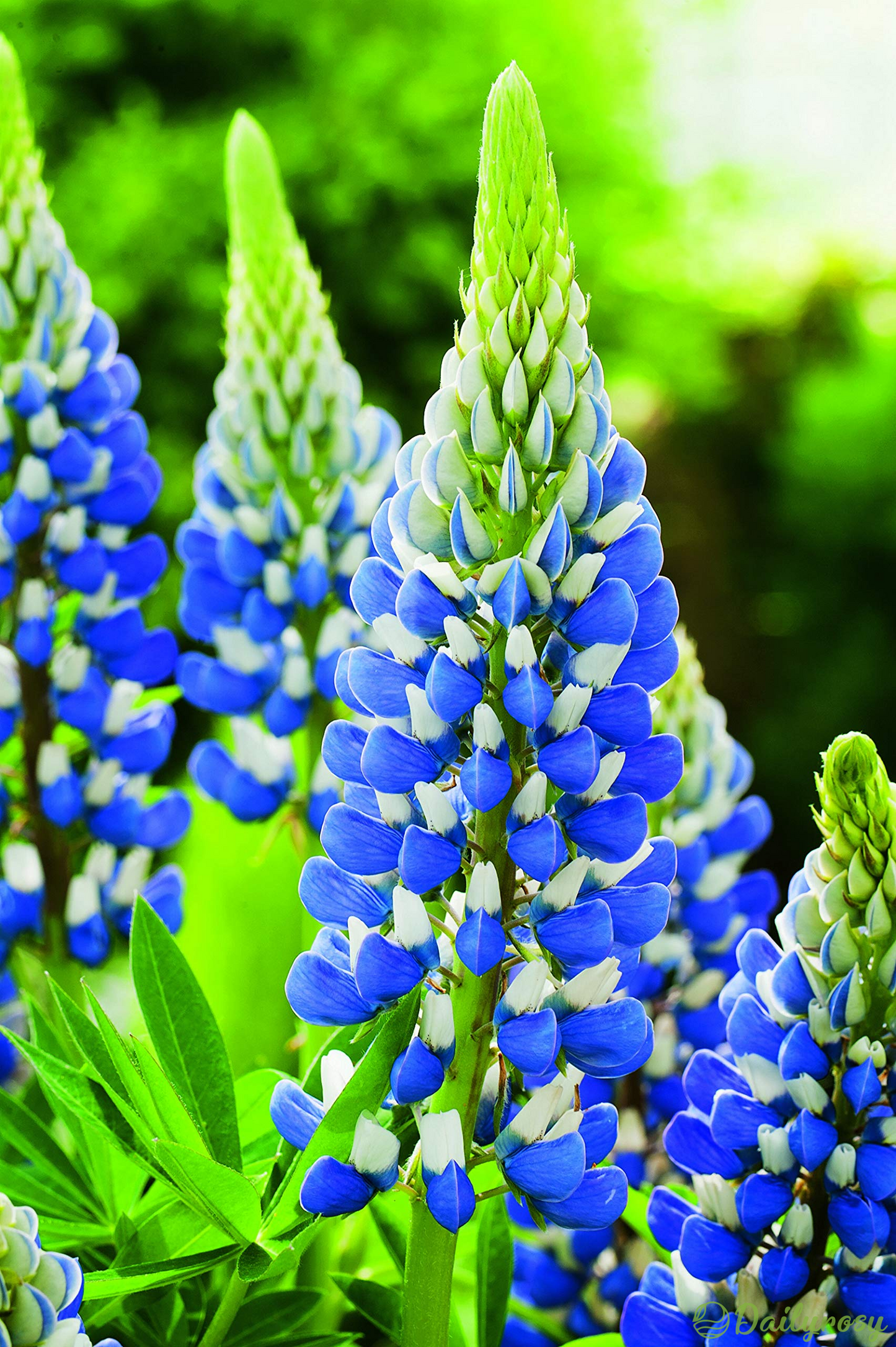 Mixed-color Lupine Seeds🎉