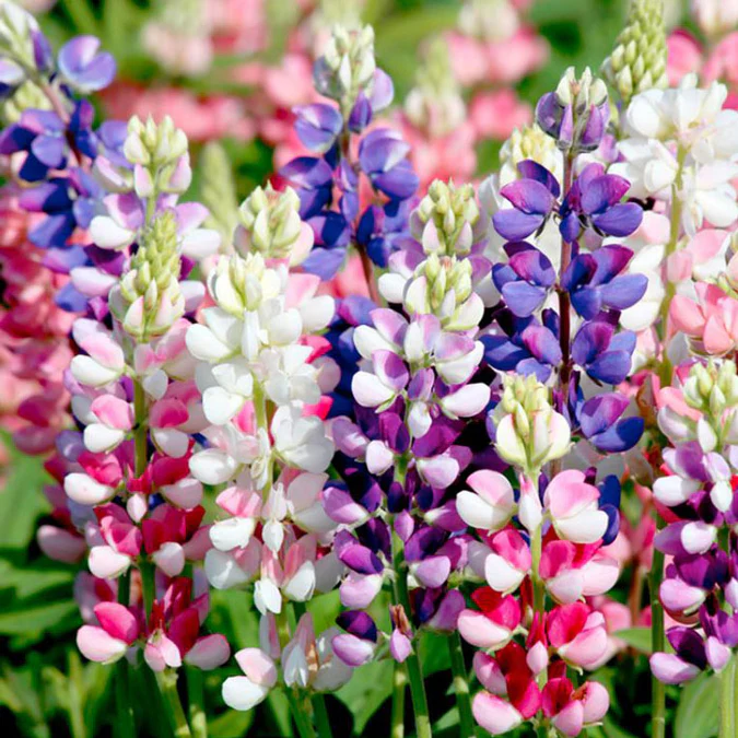 Mixed-color Lupine Seeds🎉