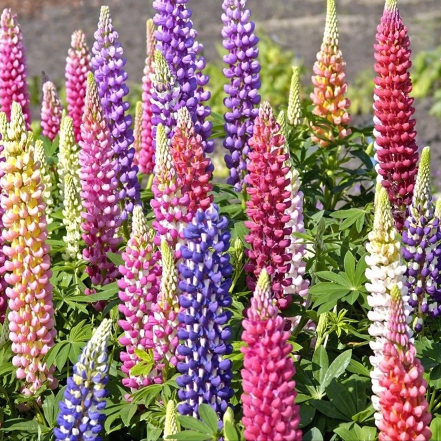 Mixed-color Lupine Seeds🎉