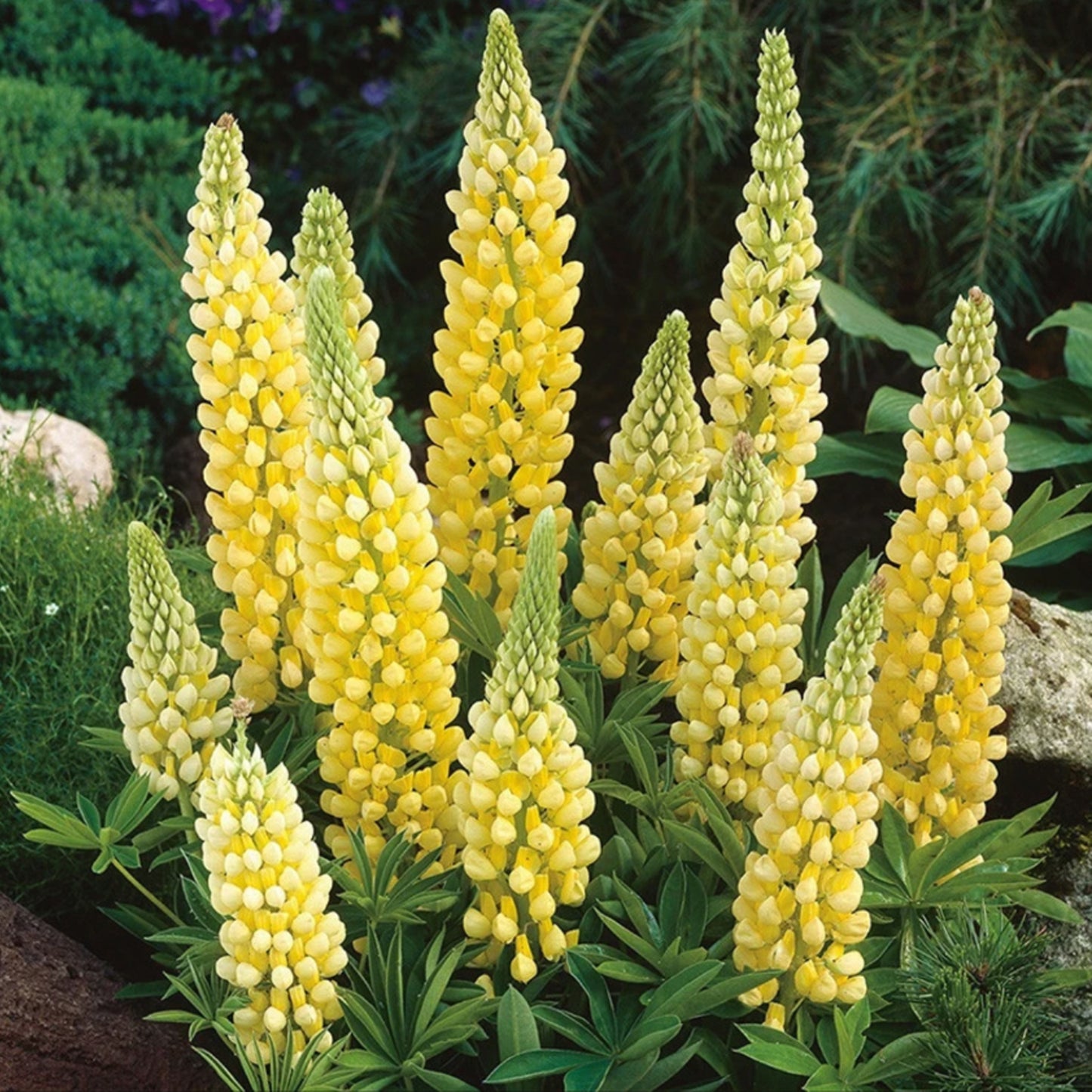 Mixed-color Lupine Seeds🎉