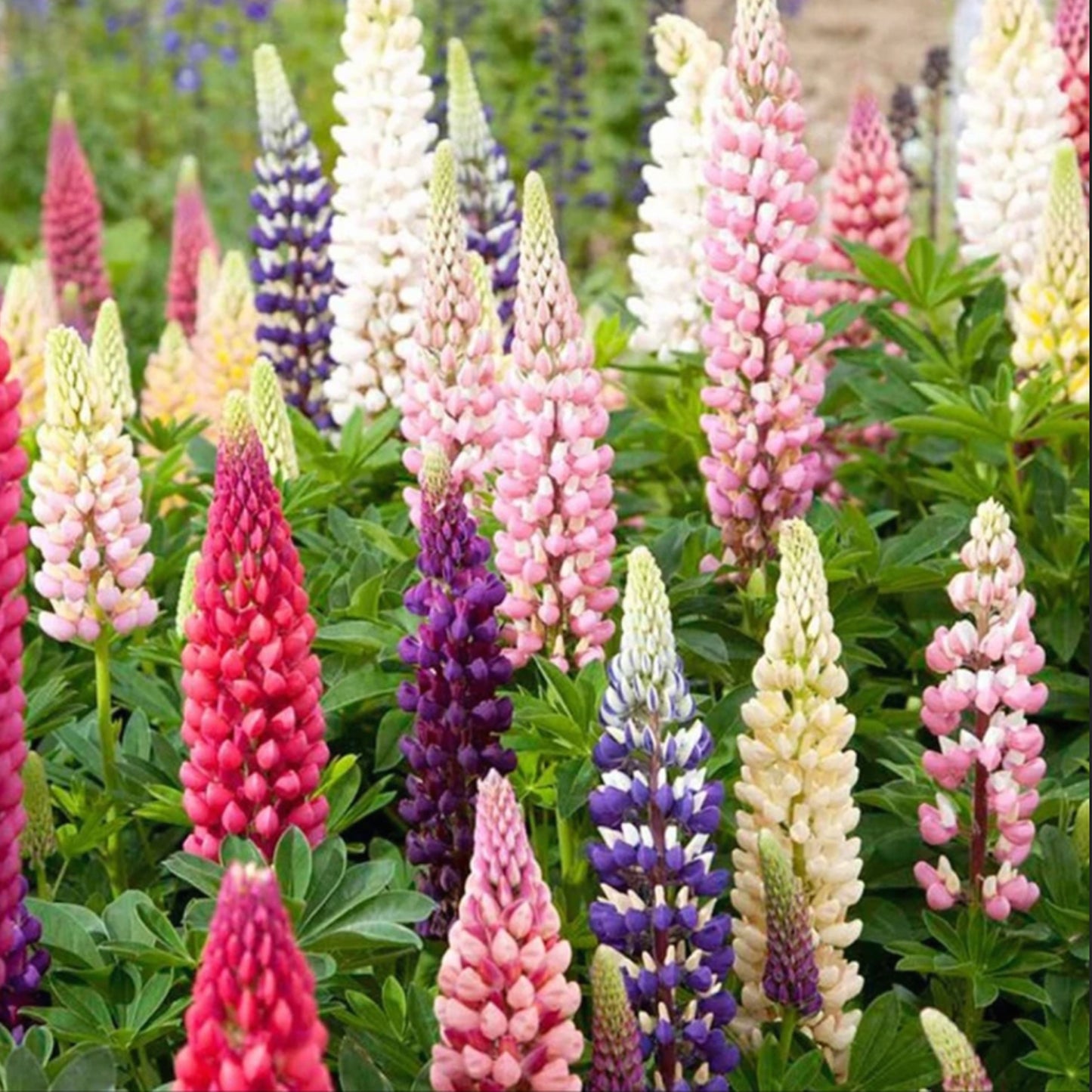 Mixed-color Lupine Seeds🎉