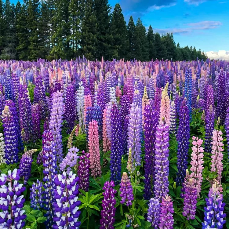 Mixed-color Lupine Seeds🎉