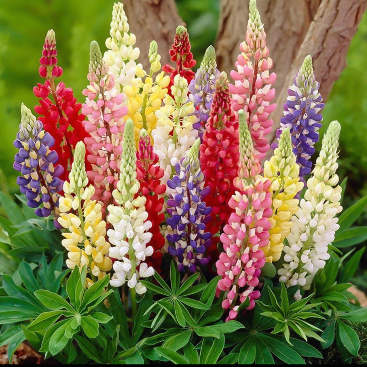 Mixed-color Lupine Seeds🎉