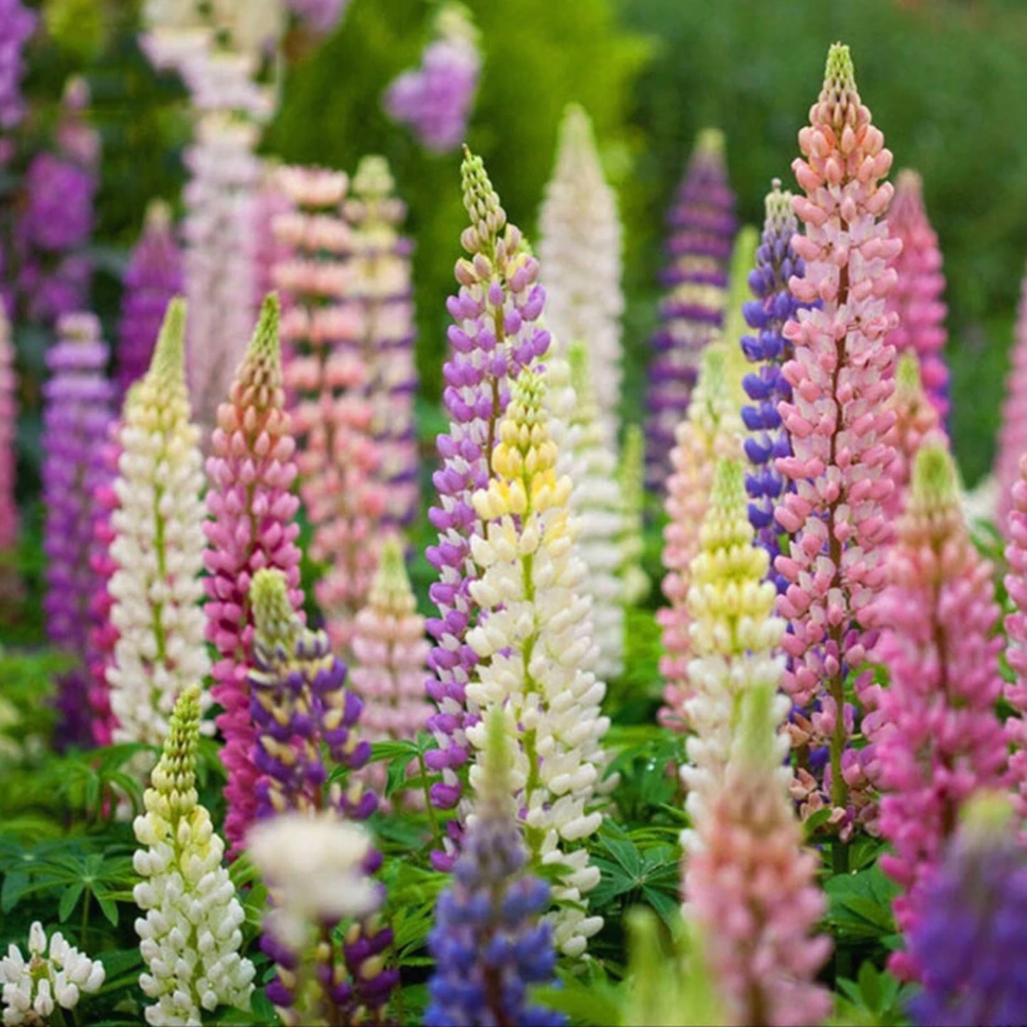 Mixed-color Lupine Seeds🎉