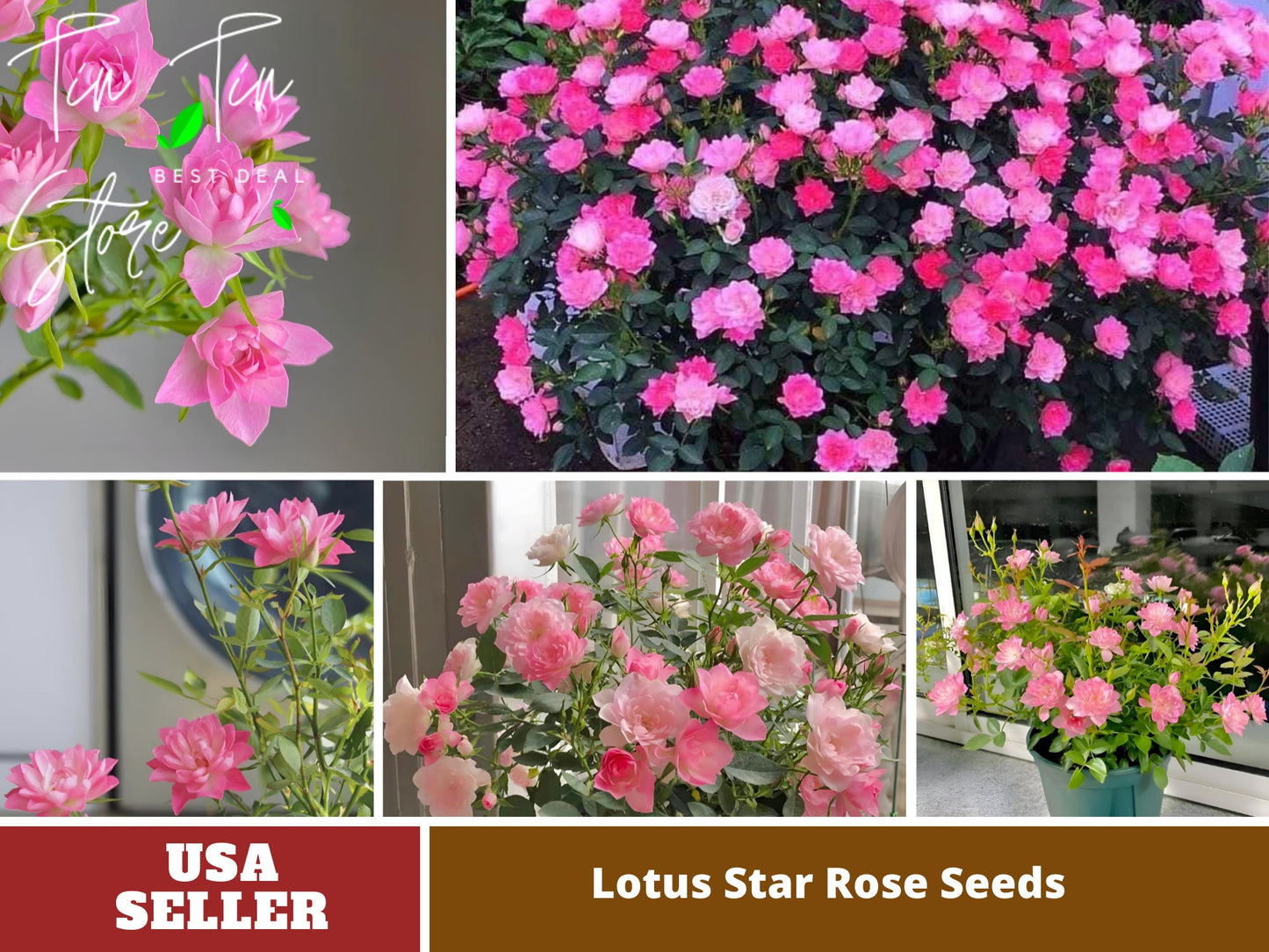 🌸Lotus Star Rose Seeds: Blooming All Year, Bringing Continuous Good Fortune🌸