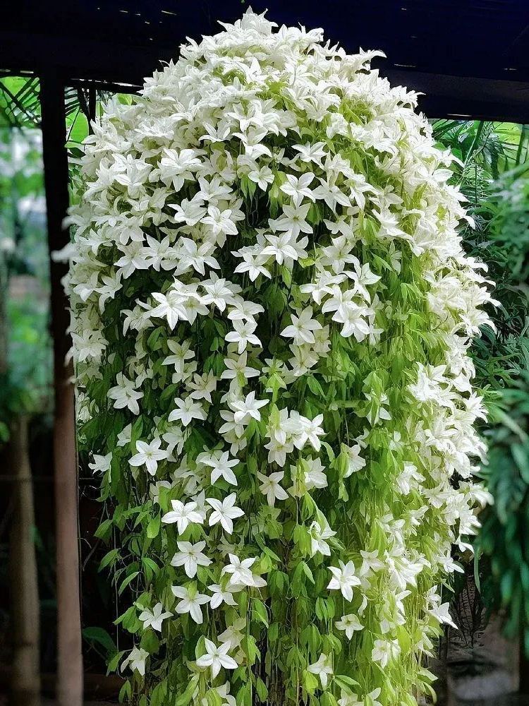 🔥 2024 Garden Must-Have 🌾  Perennial weeping jasmine seeds